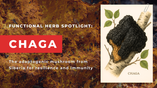 Chaga: The Ancient Detoxifying Adaptogen