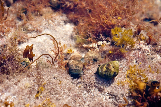 Secret Underwater Garden - 20 x 30in photo print, framed