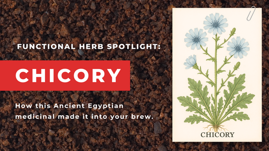 Chicory Root: Beyond New Orleans